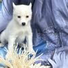 Mini pomsky reduced price 