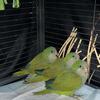 Quaker Parrot