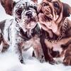 French bulldogs 
