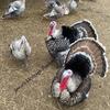 Heritage Turkeys 