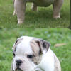 Olde English Bulldogge pup 