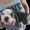 Olde english bulldogge puppies vet checked and registered purebred