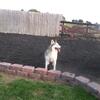 Bella the siberian husky