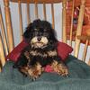 ADORABLE TOY POODLE AKC REGISTERED (PHANTOMS)