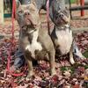 American bully puppies