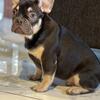 French Bulldog Puppy 4 Months Old - Male - AKC - Fluffy Carrier