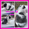 Holland lops Rabbits
