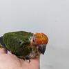 High Red Sun Conures - 1 left!