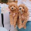 Registered Poodle Maltipoo Puppies