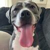 Pitbulls to a good home