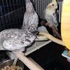 Cockatiels 