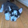 Siberian husky puppies