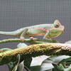 Veiled Chameleon