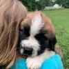AKC Registered Saint Bernard Puppies
