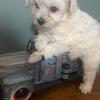 Yorkie poo