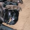 Labrador retriever pups 
