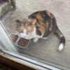 Free adult cats