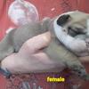 Bulldogs