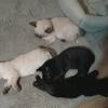 Siamese Mix Kittens