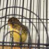40 canaries with breeding cages/setup for sale