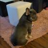 Blu French Bulldog STUD