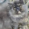 Mystic, Persian female kitten
