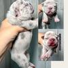 HighVibrationKennels: French Bulldog Pups