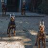 Champion Bloodline European Doberman Puppies 