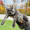 Maine Coon Kitten
