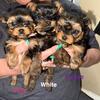 AKC Yorkies