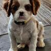 Cavalier King Charles Spaniel puppies