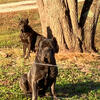AKC&ICCF Cane Corso Puppies!l
