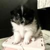 Pomeranian puppy Male