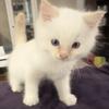 TICA Registered Male Ragdoll Kitten