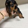 4 dachshund puppies 