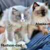 Adult RagDoll Cats 