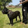 Registered and proven cane corso stud(champion blood line)