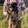 3 Male Yorkie Pups