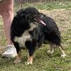 AKC ADULT FEMALE AUSTRALIAN SHEPHERD 