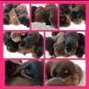 Doberman puppies for sale