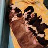 Registered Boston Terrier puppies to go home Christmas!!!!!