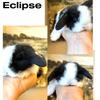 Holland Lop bunnies 