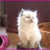 Himalayan Blue point kitten