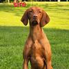 AKC Vizsla Puppies