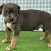 XL American Bully Pups ABKC Registered UTD on shots $15002000