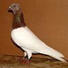 I''m looking to buy Red Budapest Highfler pigeons