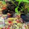 Red ramshorn snails 