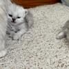 Silver chinchilla Persians 