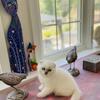 Registered Male Scottish Fold Kitten  $2200