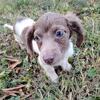 Long hair Chocolate piebald female dachshund 